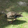 Duck 2