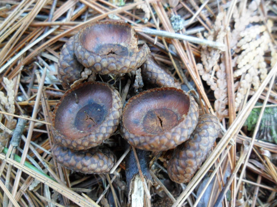 Acorn Caps