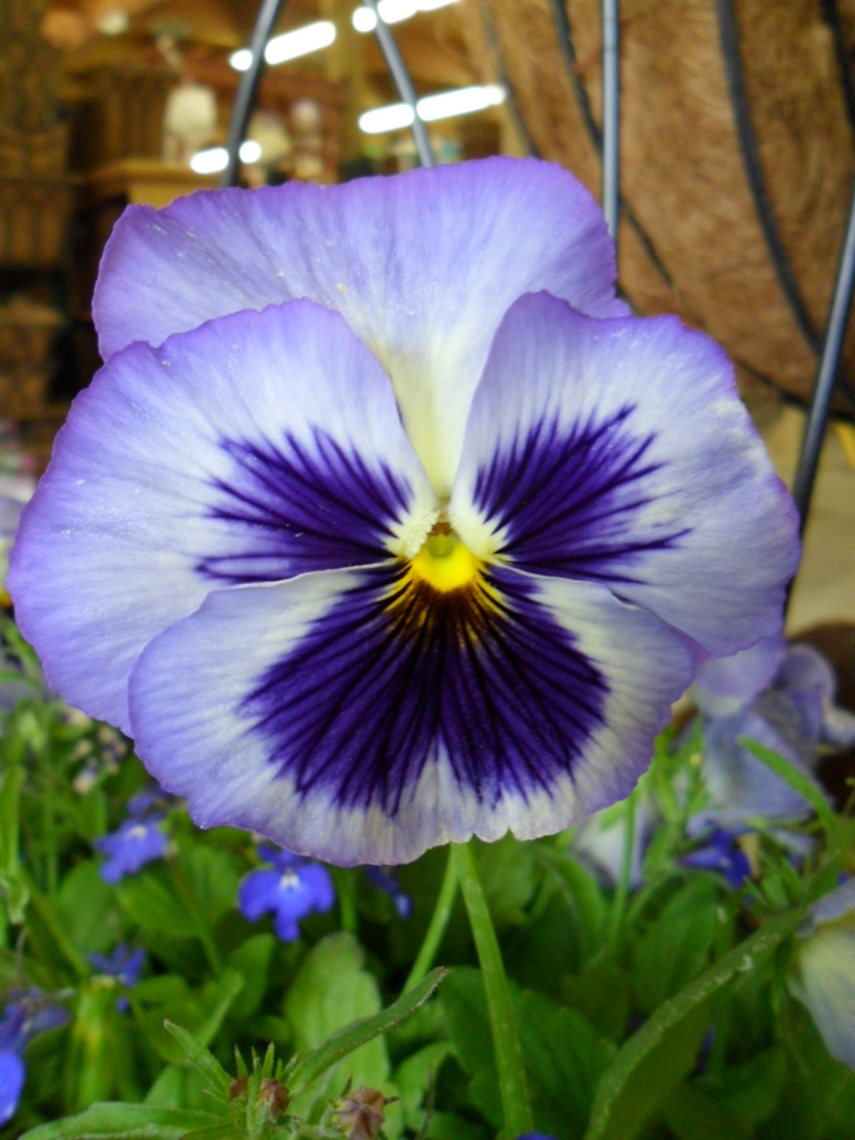 Pansy