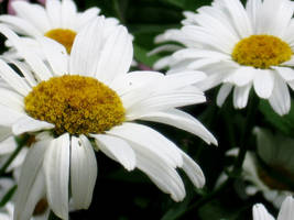 Flower Petals