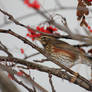 Lil Redwing