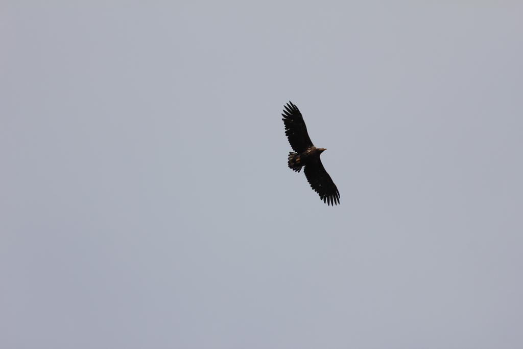 White tailed eagle