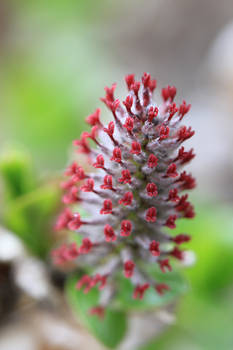 Tree flower