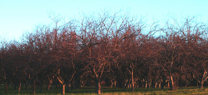 Trees Lined Row on Row