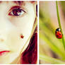 Ladybird