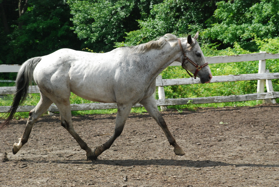 Appaloosa 31