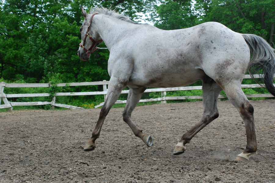 Appaloosa 39