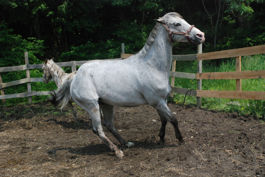 Appaloosa 56