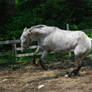 Appaloosa 60