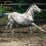 Appaloosa 61