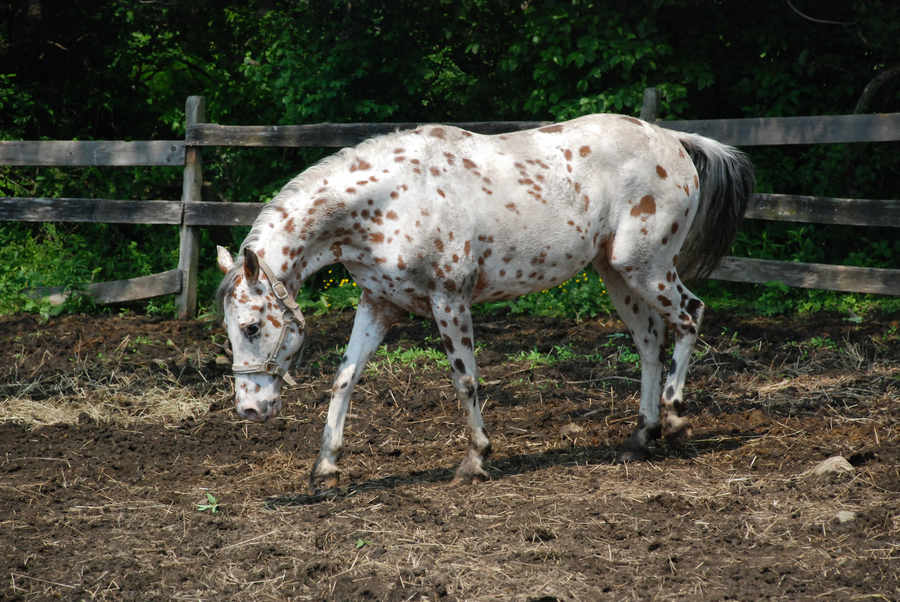 Appaloosa 63