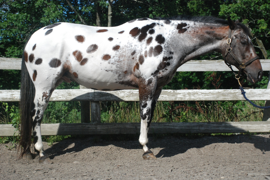 Appaloosa 83 by Spotstock