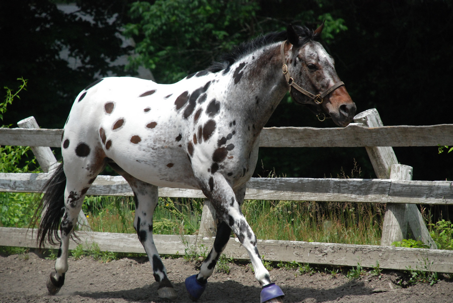 Appaloosa 84