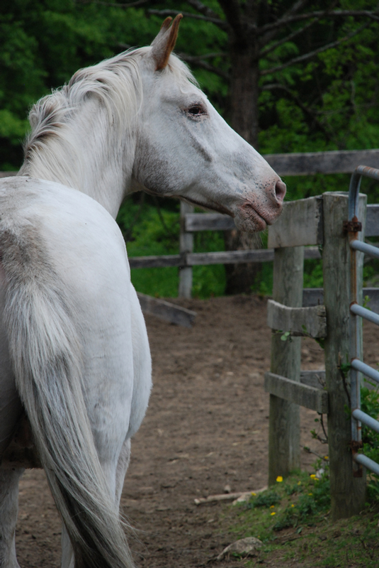 Appaloosa 101