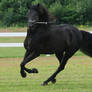 Friesian 4