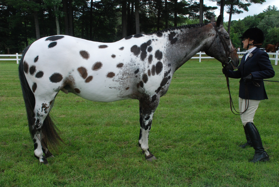 Appaloosa 105