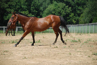 warmblood22