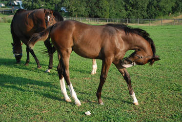 foal6