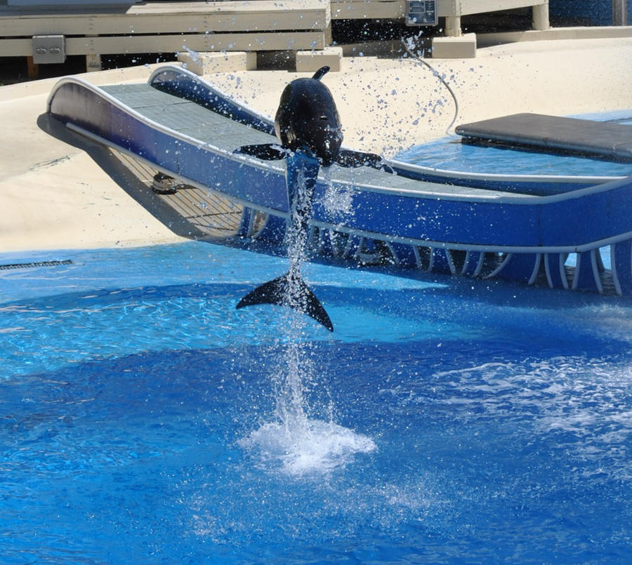 SeaWorld - False killer whale