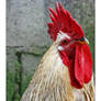 Portrait of a rooster