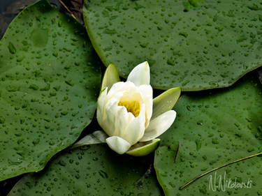 water flower