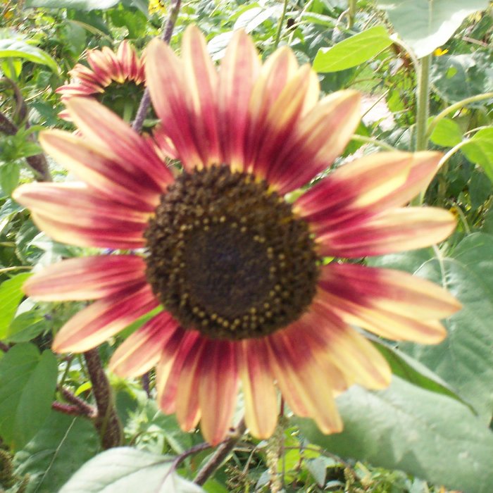 sunflower 2