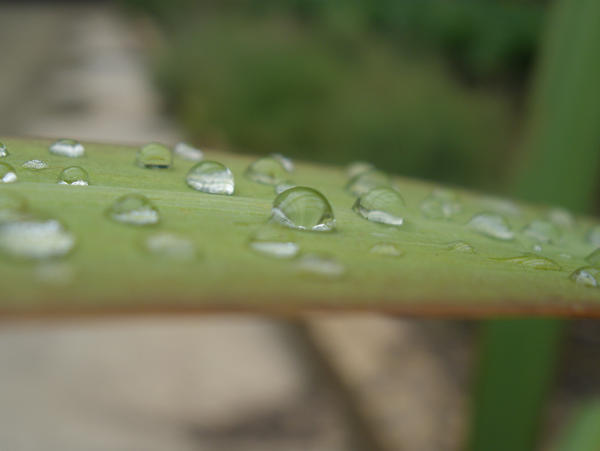 wet leaf