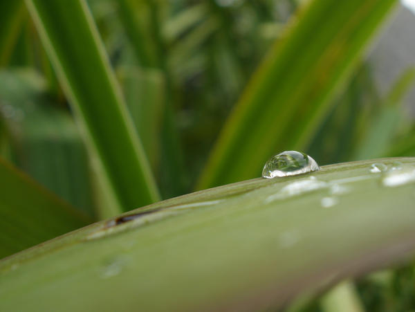 wet leaf 3