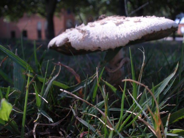 round shroom in grass 4