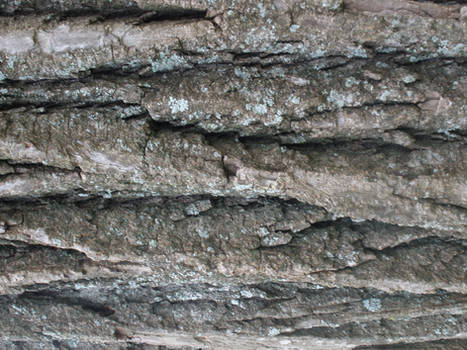 tree bark texture horizontal