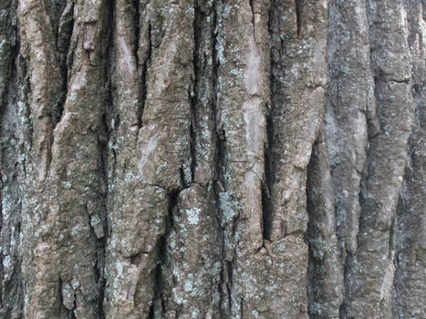tree bark texture vertical