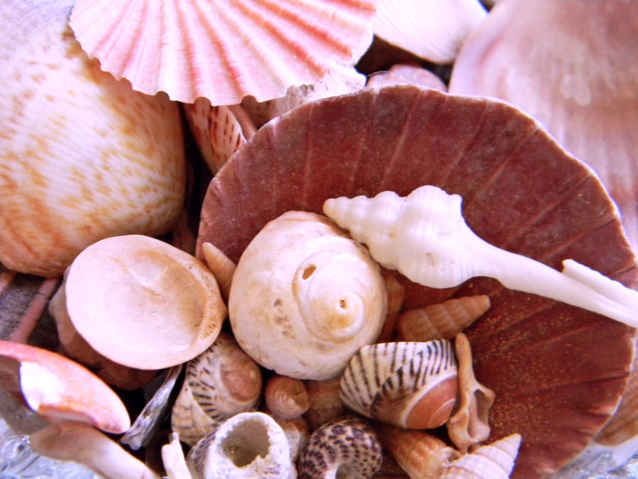 Shells by BDSnakeCharmer on DeviantArt