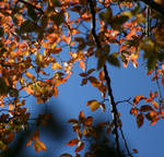 Autumn Canopy by sheiabah