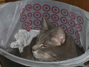 Cat in a trash can 3