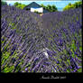 Sea of Lavender