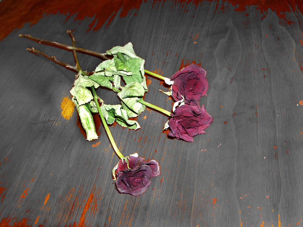 Dead Roses by theseedsofpoison on DeviantArt