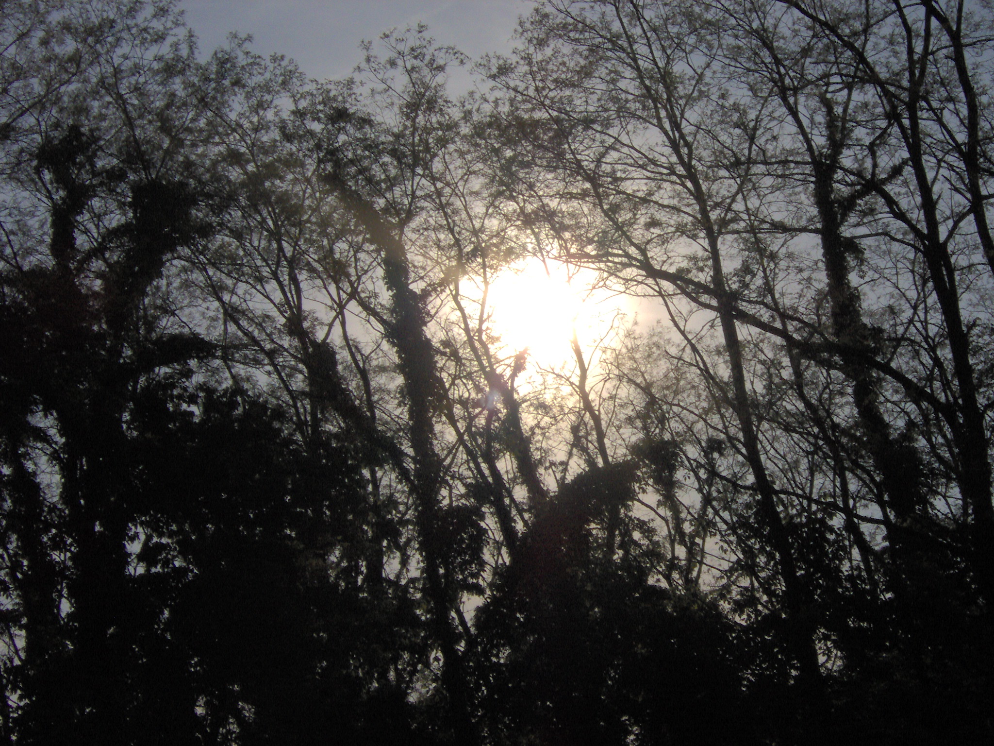 Sun in the trees