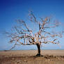 Lone Tree on a Beach