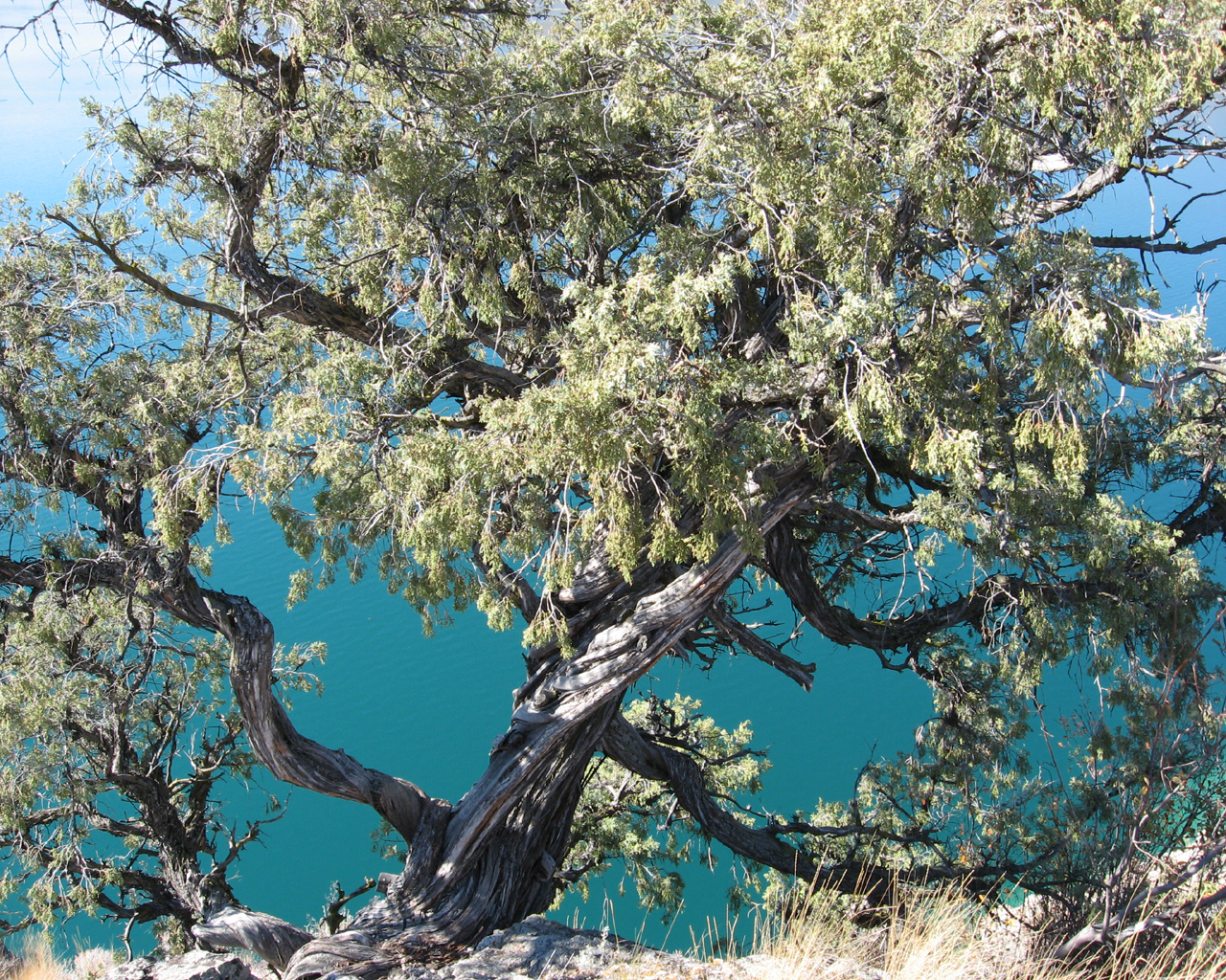 Gnarly Tree