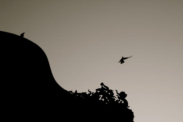 The flying silhouette.