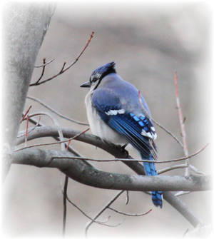 bluejay 2010