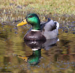 mallard's reflection by bydandphotography