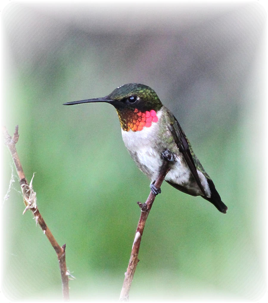 Hummingbird