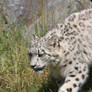 young snow leopard II