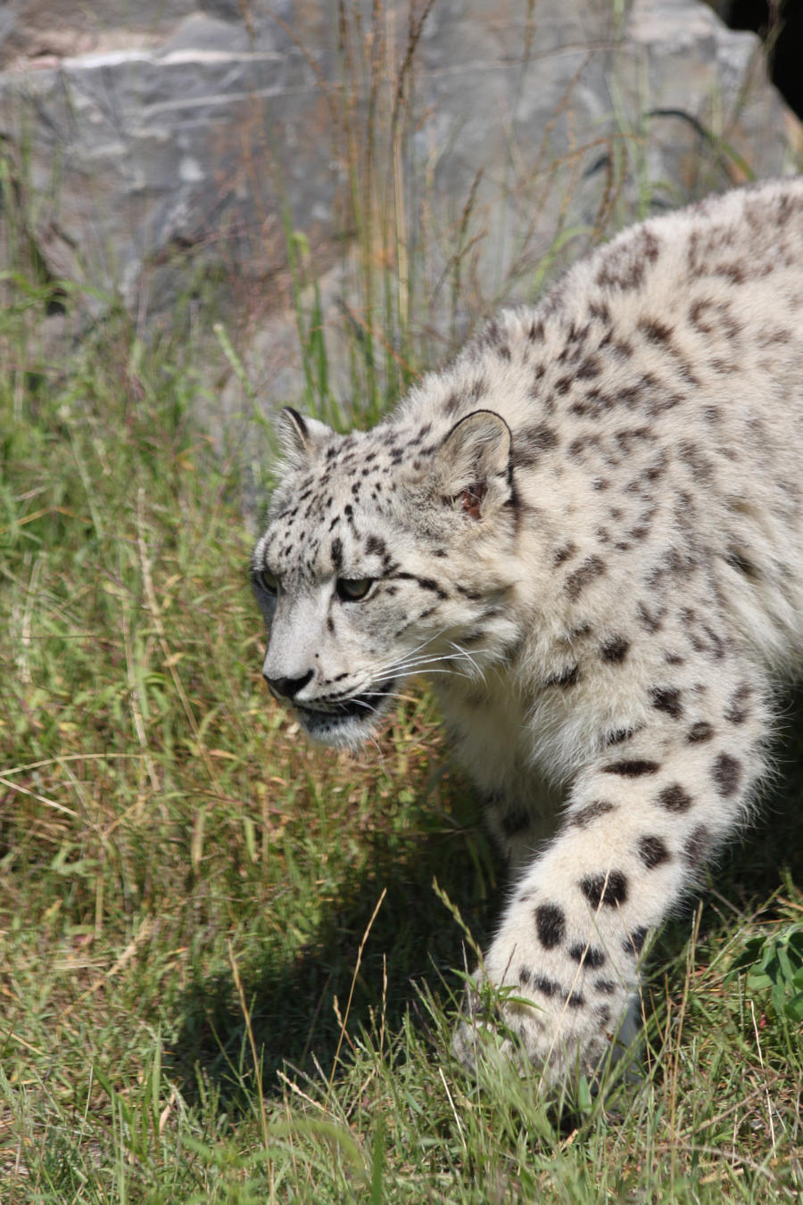 young snow leopard II