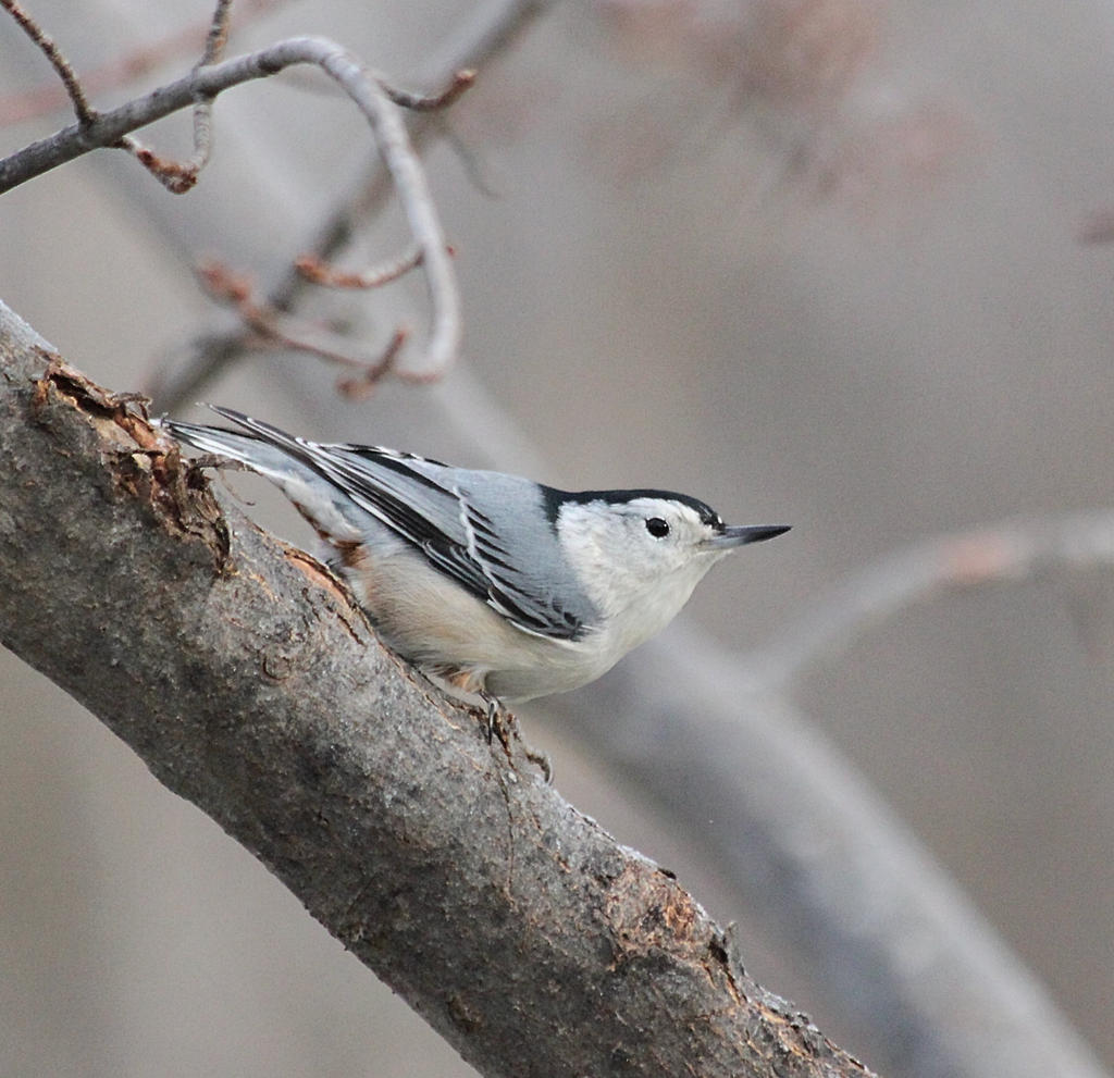 white-breasted nuthatch