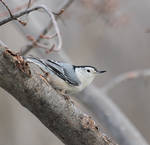 white-breasted nuthatch by bydandphotography