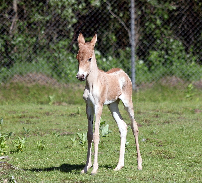 baby onager