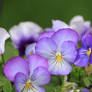 Violas