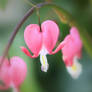 Bleeding Heart